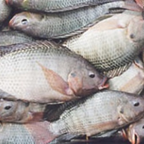 : شعبة الأسماك: مقاطعة اللحوم لم تؤثر على الأسعار