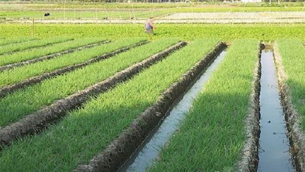 "الزراعة": حصاد مليون و129 ألف فدان أرز حتى الآن