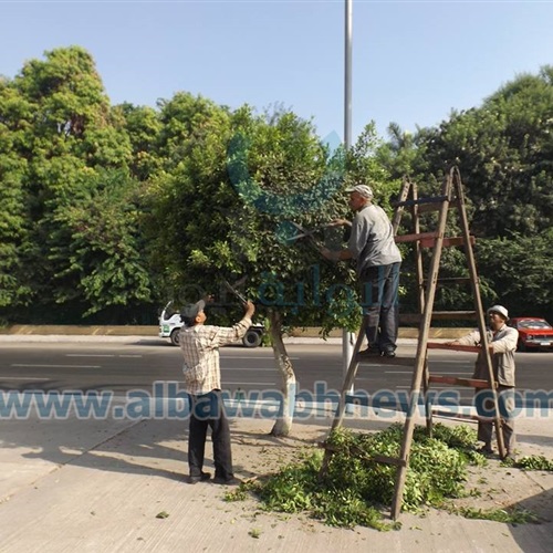 : بالصور.. نظافة الجيزة تهذب الأشجار والمسطحات الخضراء بمحيط جامعة القاهرة