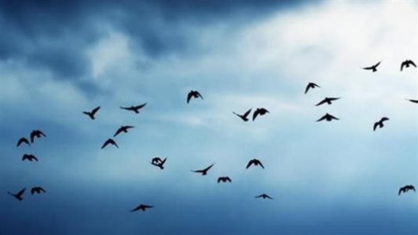 الأمم المتحدة تحذر من ظاهرة التلوث الضوئي التي تهدد الطيور المهاجرة