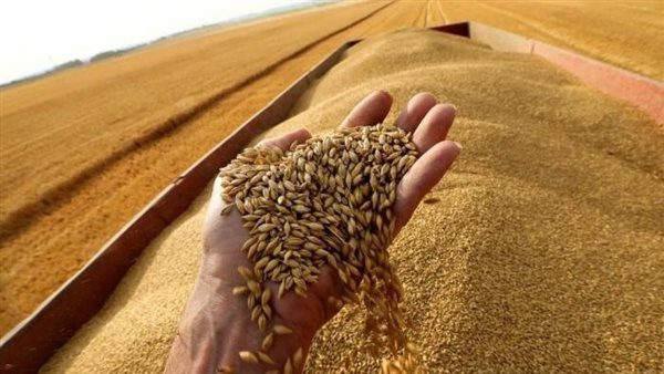 بالفيديو.."التموين": تحقيق الاكتفاء الذاتي من القمح عام 2030