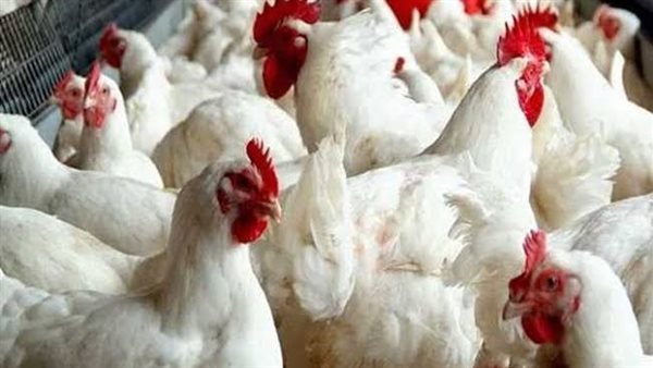 شعبة الدواجن: زيادة بالمعروض بقيمة 3.5 مليون دجاجة في اليوم