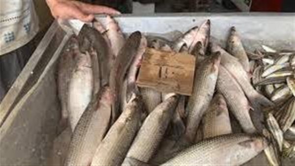 منسق مبادرة مقاطعة الأسماك ببورسعيد: 
