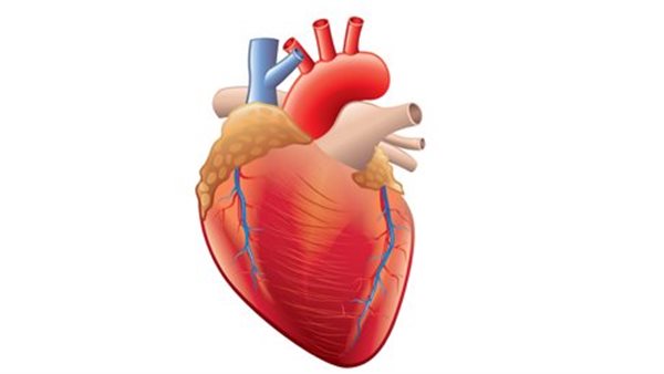  أهم الإرشادات الطبية للحفاظ على صحة القلب