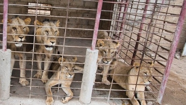 البوابة نيوز نمور وأسود وضباع لـ البيع تجارة الحيوانات البرية