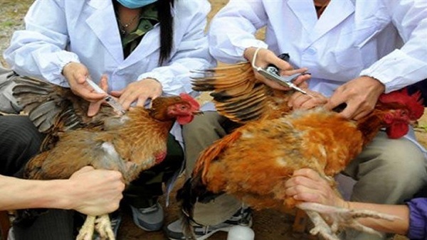 الزراعة: تحصين 289 ألفا و505 طيور ضد أنفلونزا الطيور خلال شهر