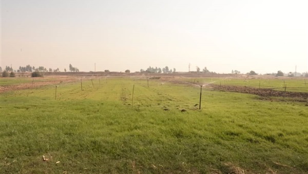 البوابة نيوز: جامعة أسيوط تنجح في استصلاح 120 فدانا بمزرعة الوادي